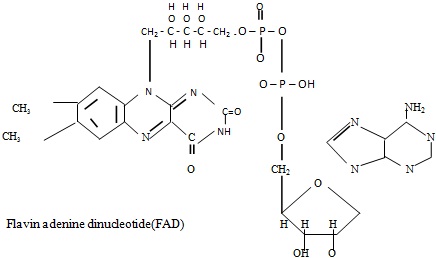 flavin adenine dinucleotide